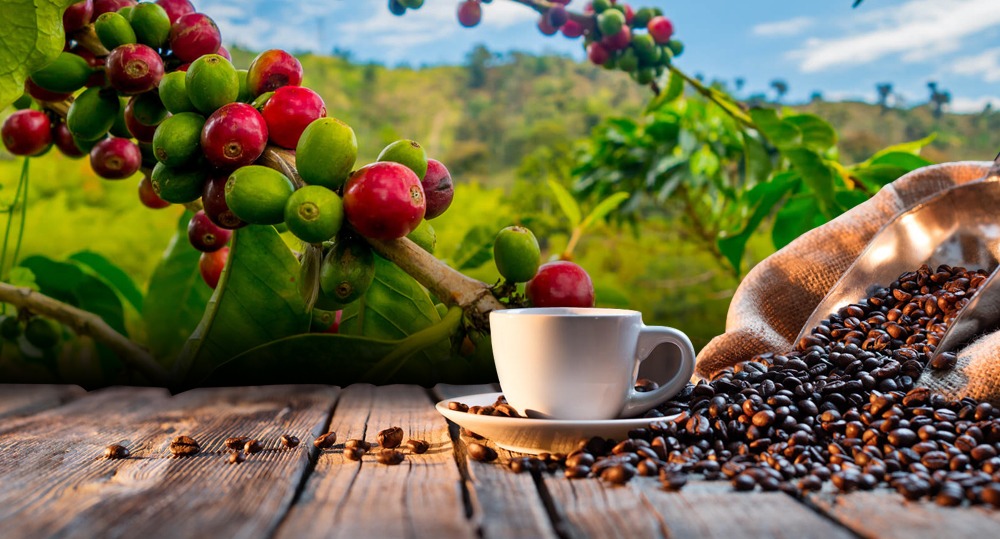 Scopri di più sull'articolo PERCHÈ BERE CAFFÈ BIOLOGICO? 7 BUONI MOTIVI PER FARLO